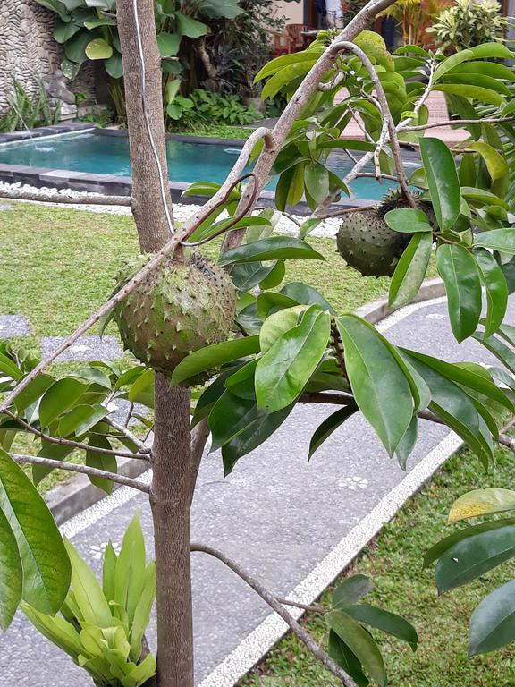 Umah Dangin Guest House Ubud  Exterior photo