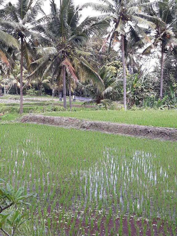 Umah Dangin Guest House Ubud  Exterior photo