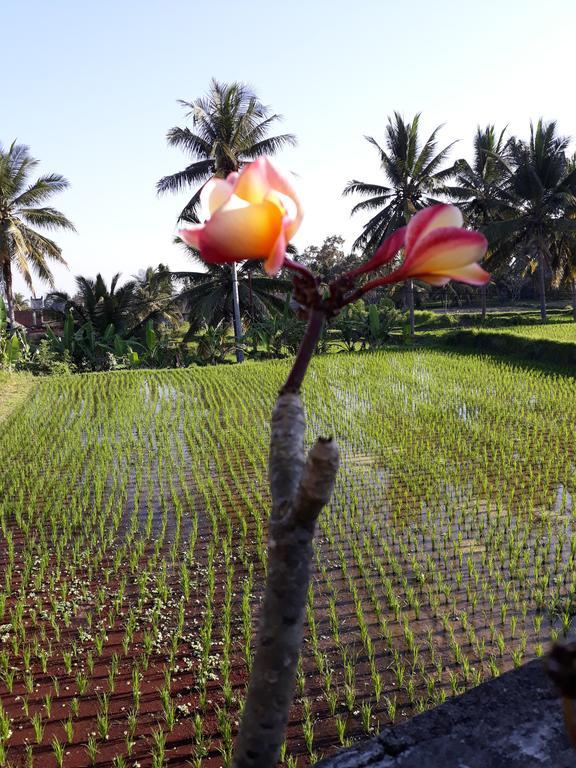 Umah Dangin Guest House Ubud  Exterior photo